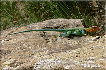 Chollared Lizard